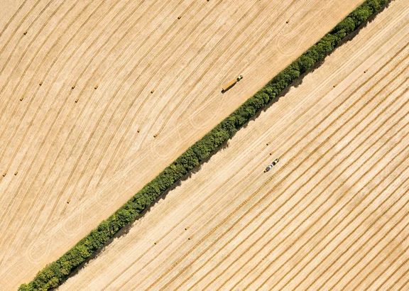 Geerntetes Kornfeld mit Strohballen und Baumreihe in der Mitte von Oben